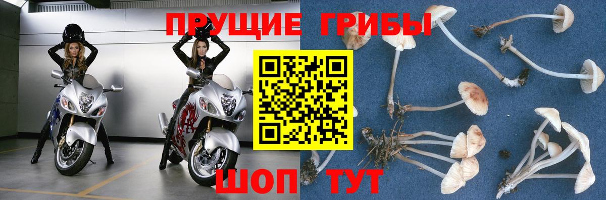 Галлюциногенные грибы Magic Shrooms  Псилоцибиновые грибы GOLDEN TEACHER  Балабаново 